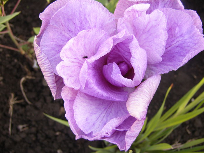 Iris enseta Momogasumi
