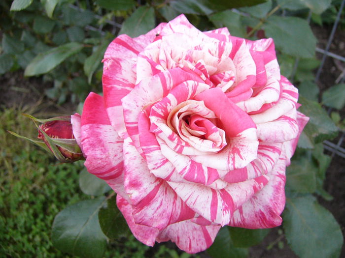 Rosa Dimov