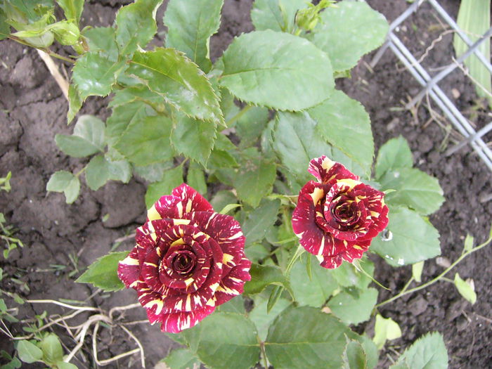 Rosa Dimov nr.19