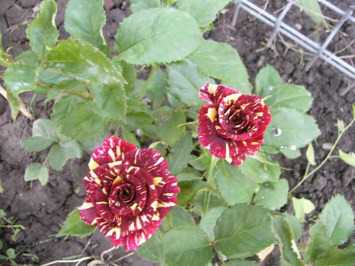P1240366