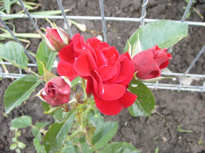 Minirosa Dimov