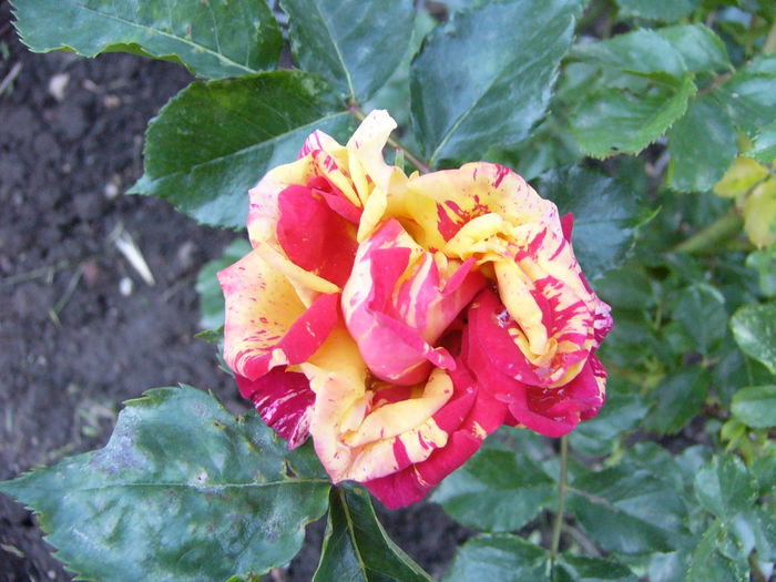 Minirosa Dimov