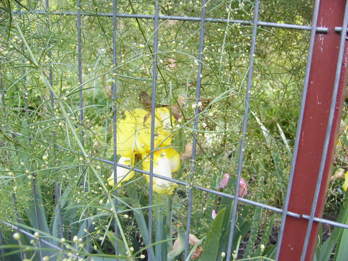 Asparagus de gradina