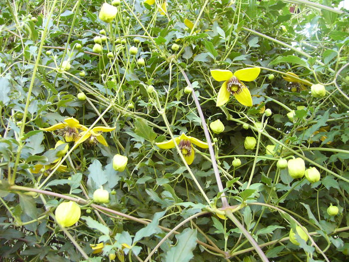 Clematis Tangutica -Golden Tiara-