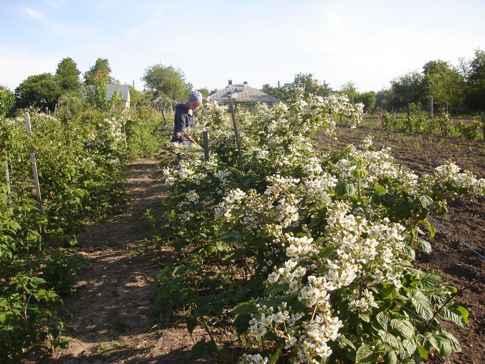 22 mai 2015 003 - o - Muri