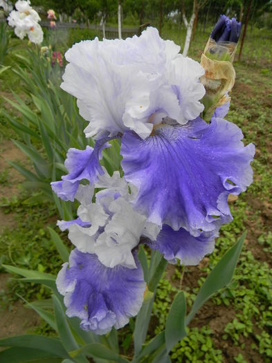 Sierra grande