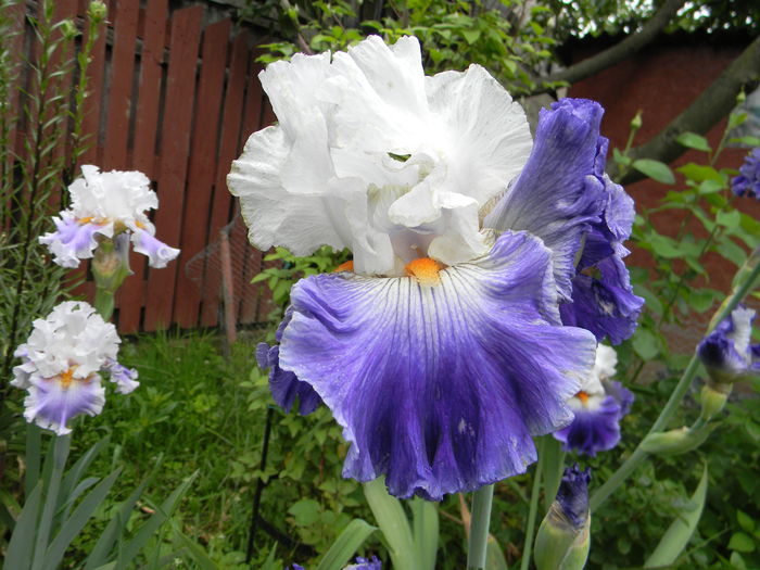 Prince George - Irisi 2015