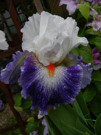 Gypsy lord - Irisi 2015