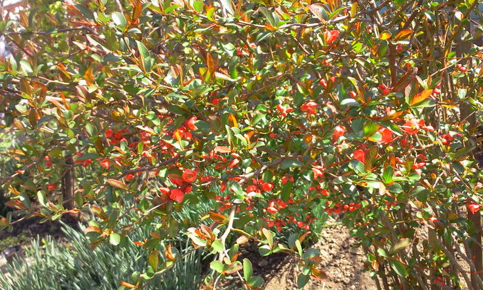 Fotografie8277 - Chaenomeles japonica-Gutui japonez