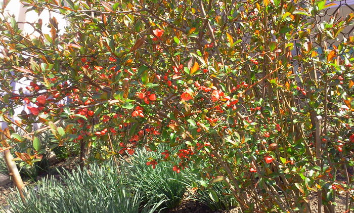 Fotografie8279 - Chaenomeles japonica-Gutui japonez