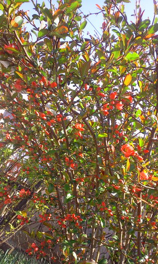 Fotografie8280 - Chaenomeles japonica-Gutui japonez