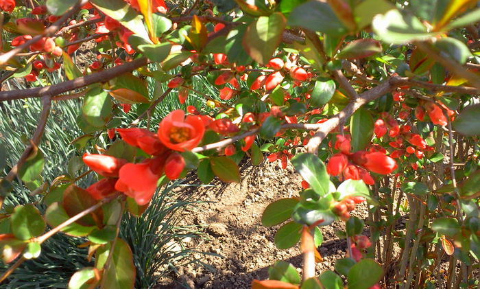 Fotografie8281 - Chaenomeles japonica-Gutui japonez