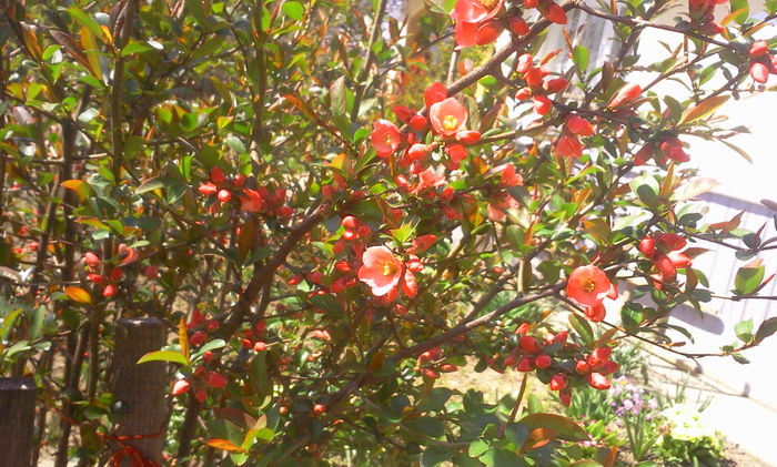 Fotografie8286 - Chaenomeles japonica-Gutui japonez