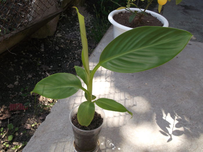 Inca o frunza - Bananieri Din Seminte Musa helen s hybrid