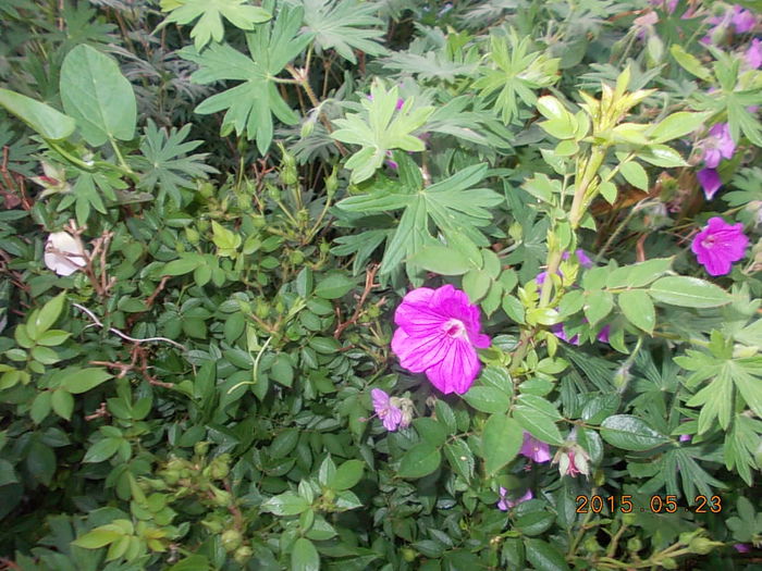 geranium tiny monster