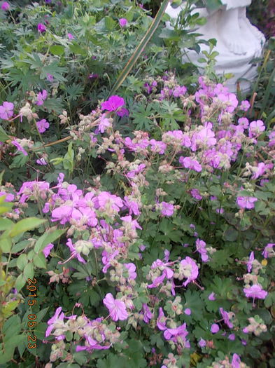 geranium krmina