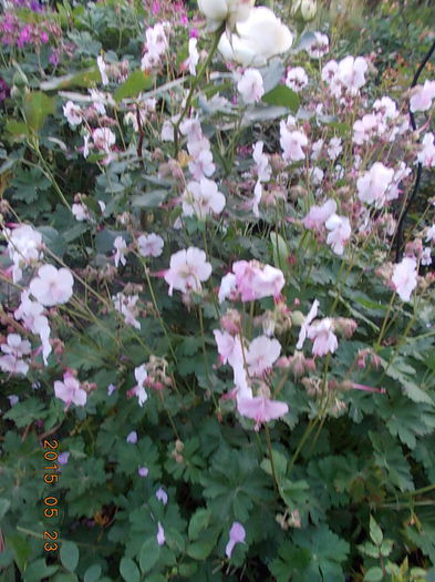 geranium krmina - 2015 in gradina mea