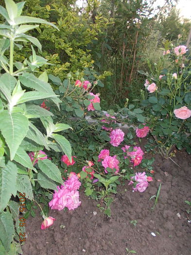 christopher marlowe - 2015 in gradina mea
