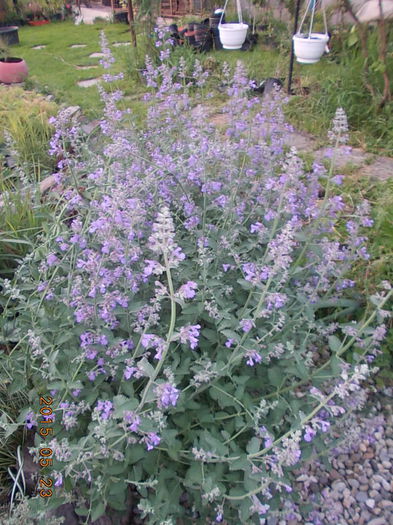 nepeta - 2015 in gradina mea