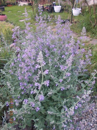 nepeta