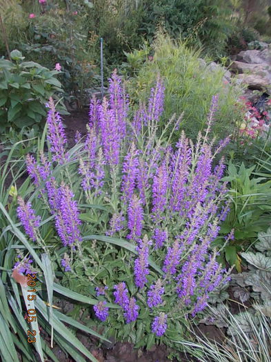 salvia rapsody in blue - 2015 in gradina mea