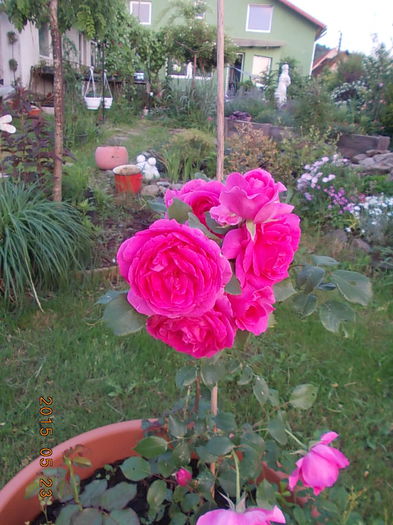 parade - 2015 in gradina mea