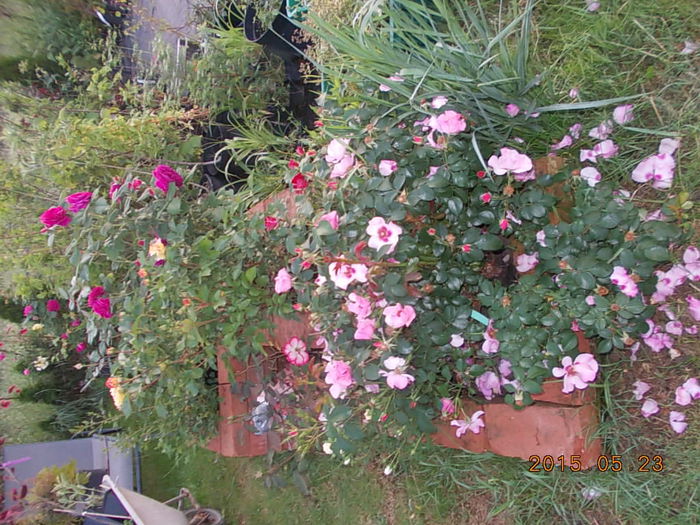 DSCN1831 - 2015 in gradina mea