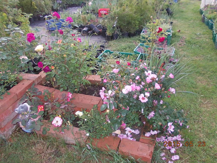DSCN1832 - 2015 in gradina mea
