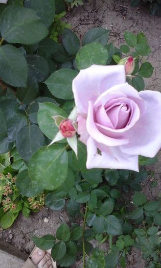 20150520_171206 - trandafiri