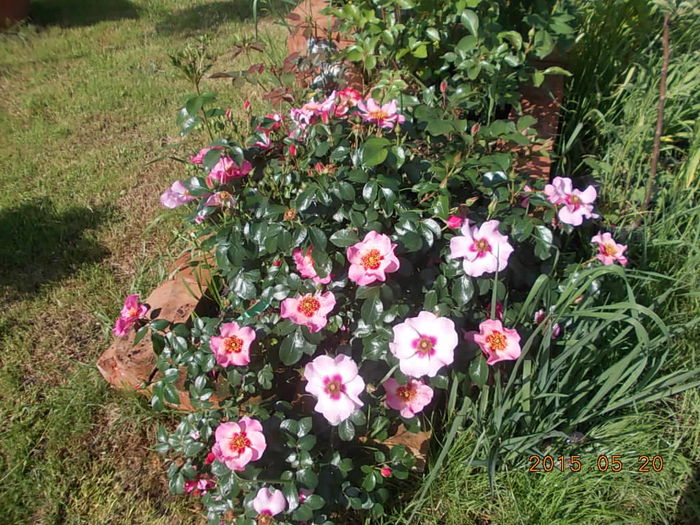 bright as a button - 2015 in gradina mea