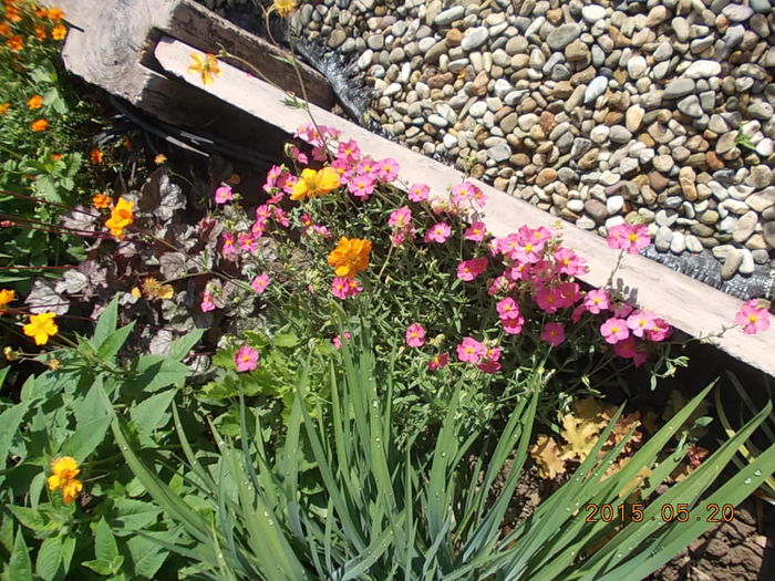 helianthemum roz - 2015 in gradina mea