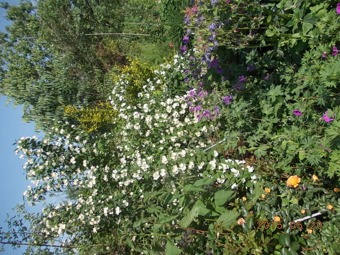 DSCN1779 - 2015 in gradina mea