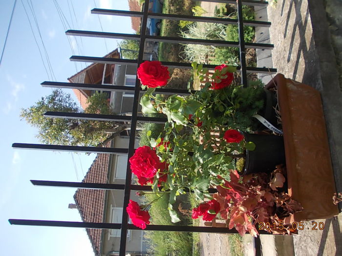 nina weibull - 2015 in gradina mea