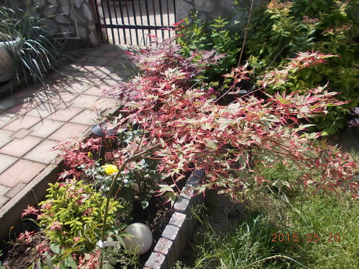 DSCN1807 - 2015 in gradina mea