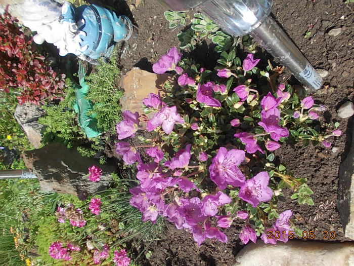 rhododendron pitic - 2015 in gradina mea