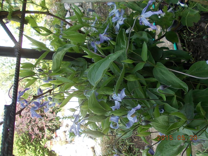 DSCN1811 - 2015 in gradina mea