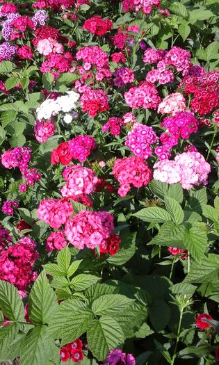 20150520_172336 - flori diverse