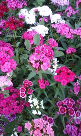 20150520_194154 - flori diverse