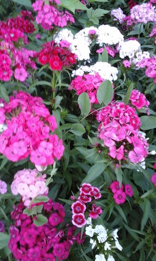 20150520_194200 - flori diverse