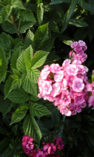 20150520_194243 - flori diverse