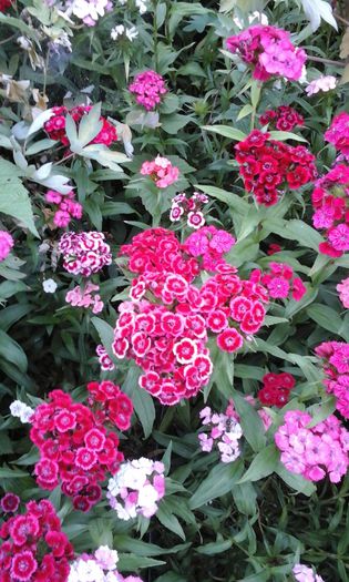 20150523_155741 - flori diverse