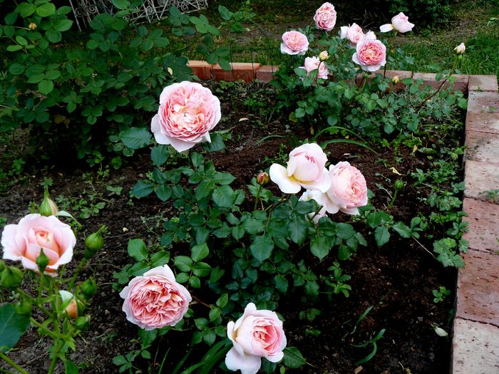 Abraham Darby tufa 2