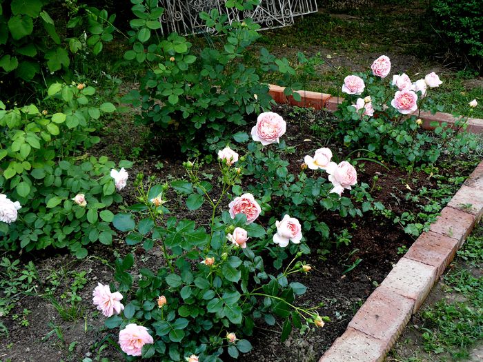 Hidden Garden