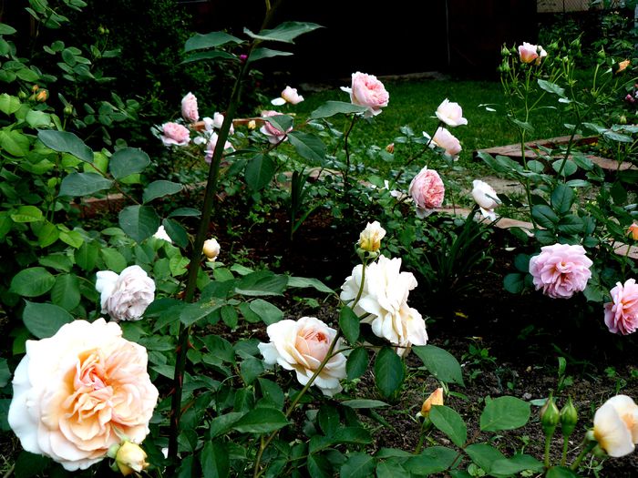 Hidden Garden