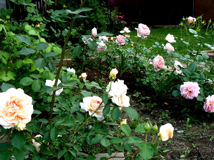 Hidden Garden