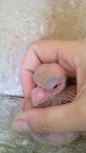 103132319_KFPIZXY[1]