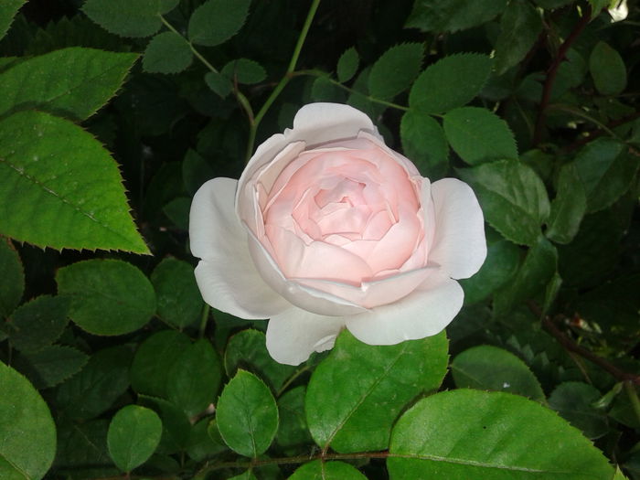 20150524_071844 - English rose-St Swithun