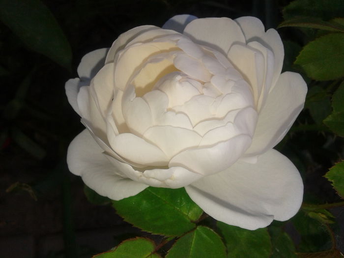 20150523_160446 - English rose -Glamis Castle