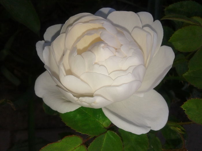 20150523_160451 - English rose -Glamis Castle