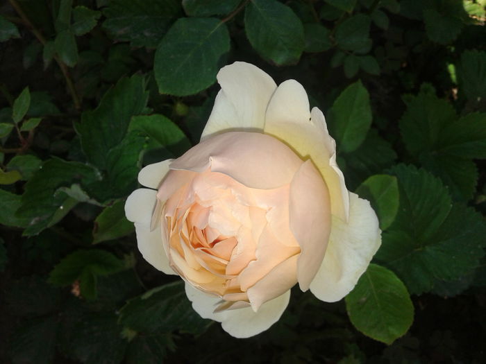 20150524_072121 - English rose -Jude the Obscure
